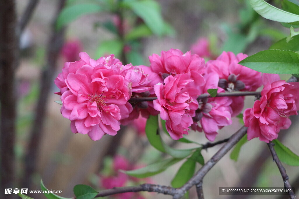桃花