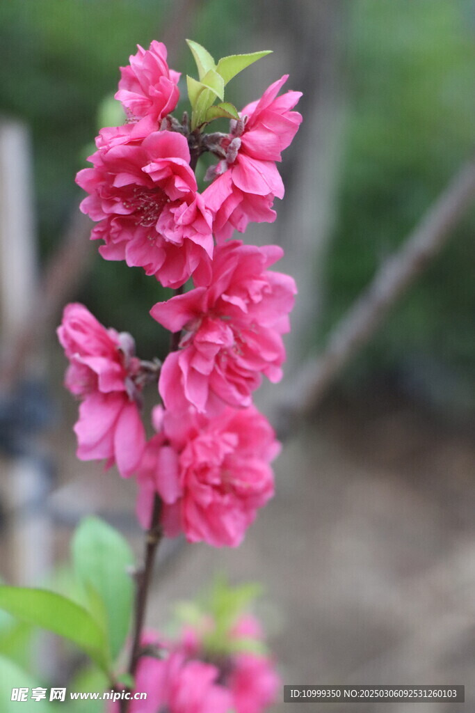 桃花