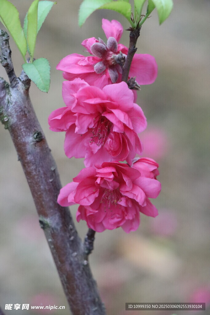 桃花