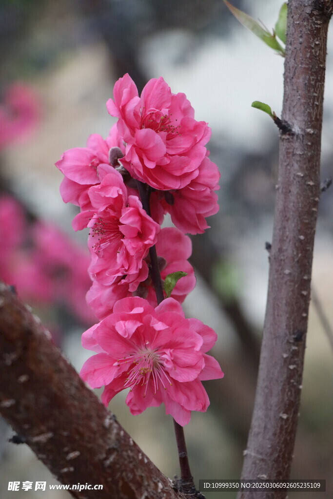 桃花