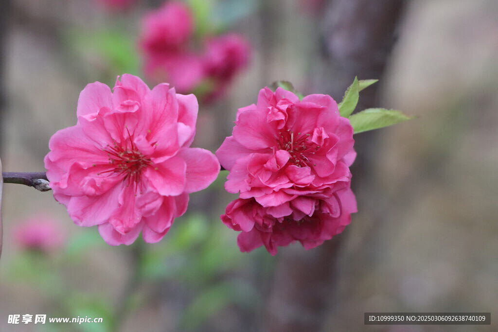 桃花