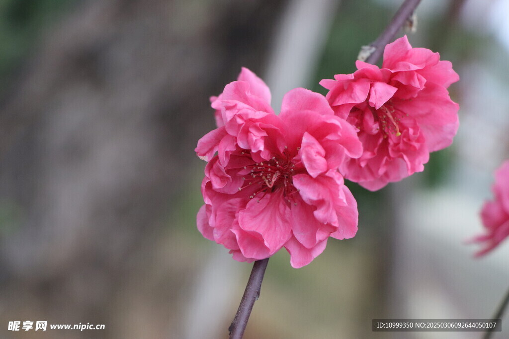 桃花