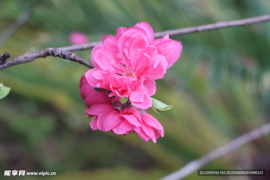 桃花