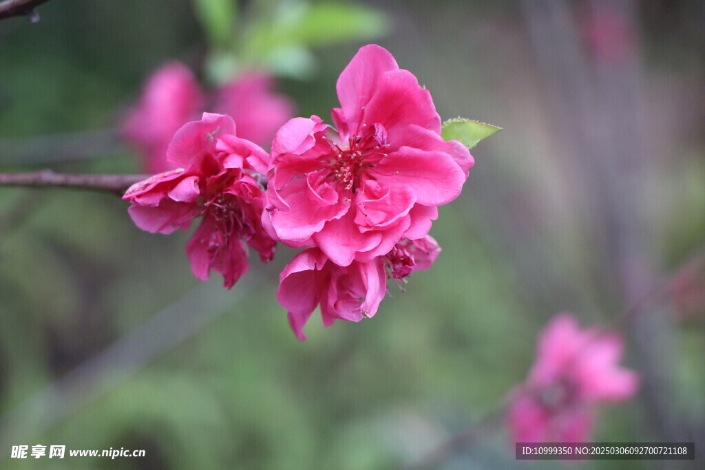 桃花