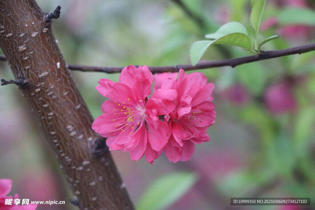 桃花
