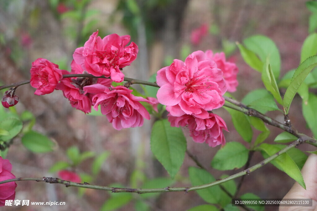 桃花