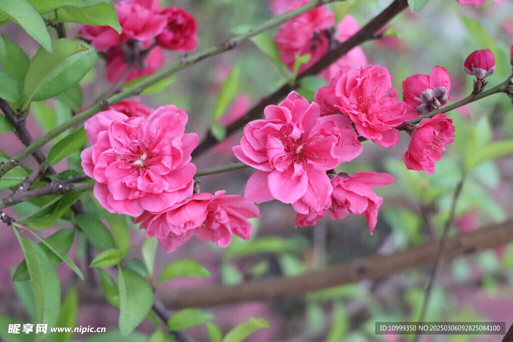 桃花