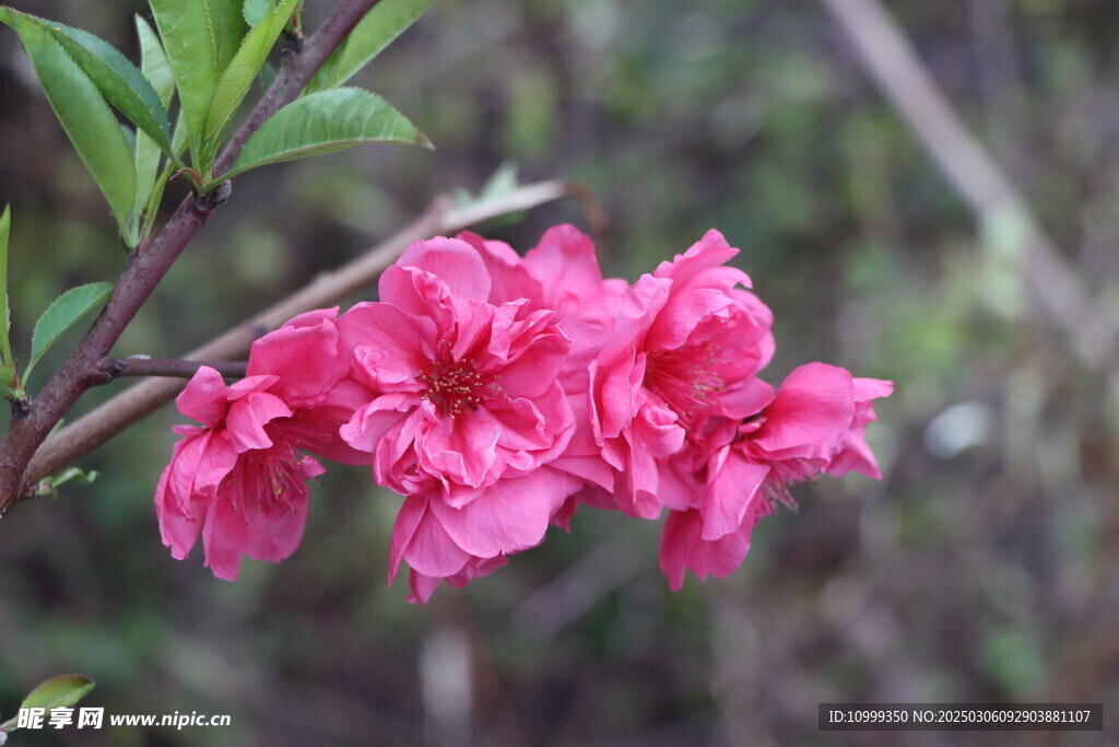 桃花