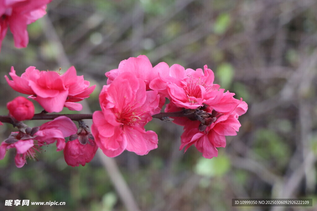 桃花