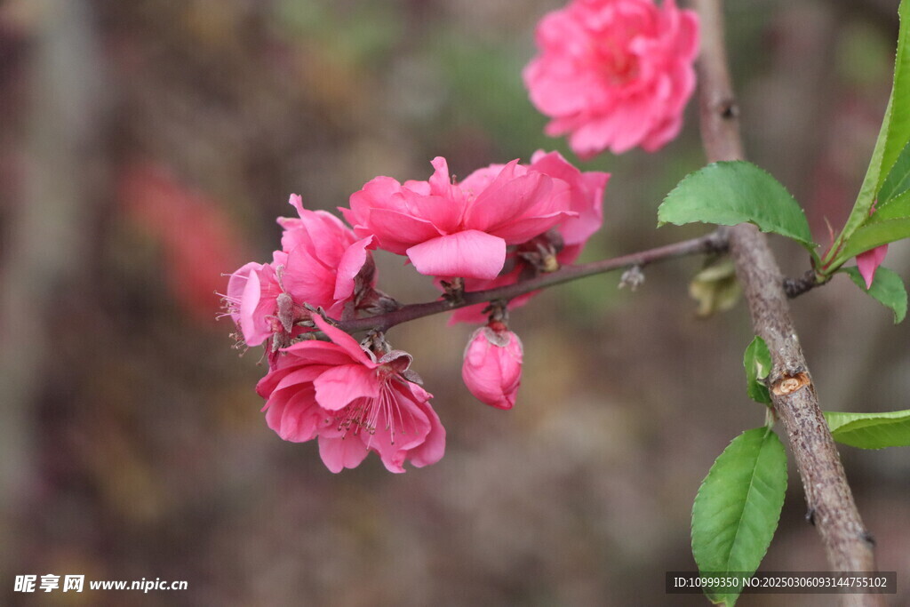 桃花