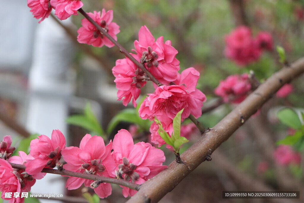 桃花