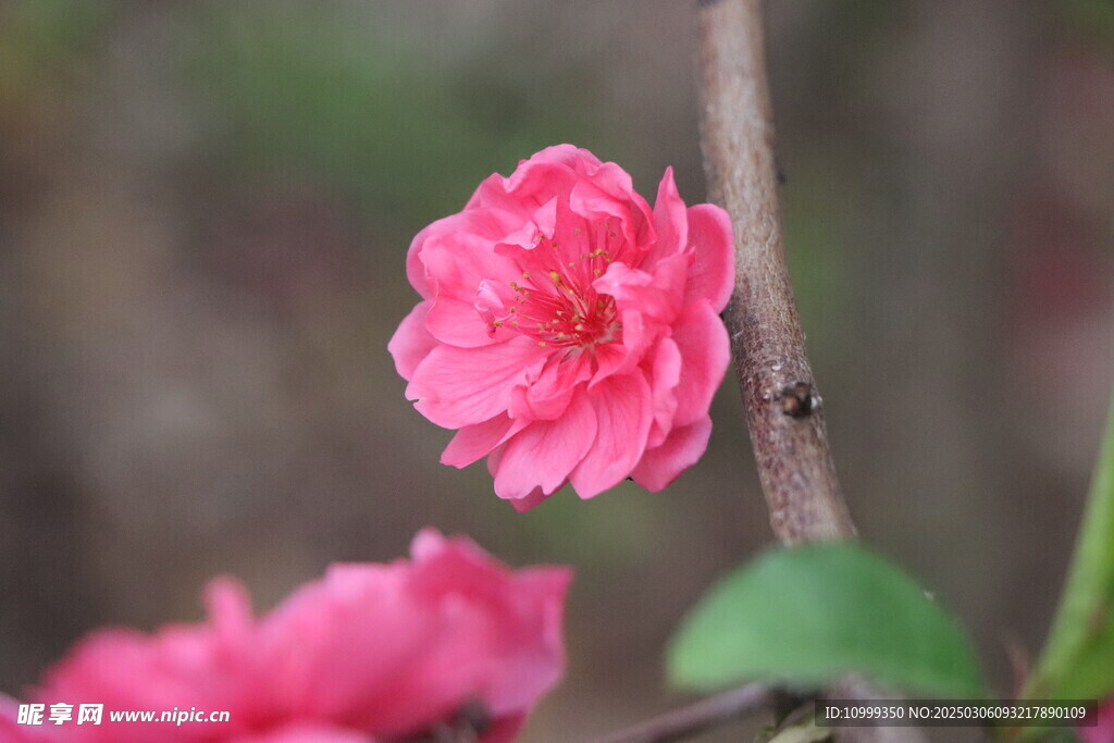 桃花