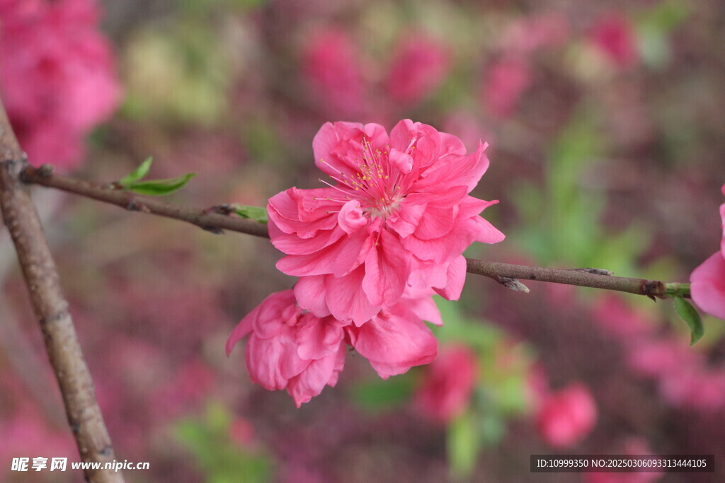 桃花
