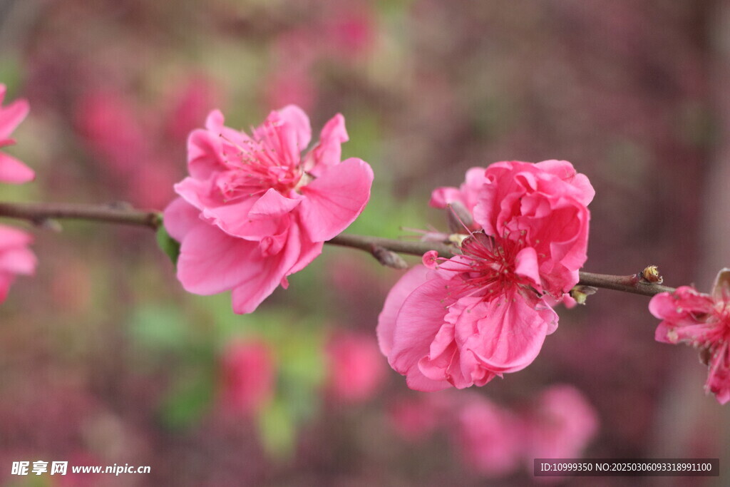 桃花