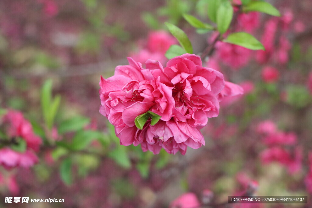 桃花