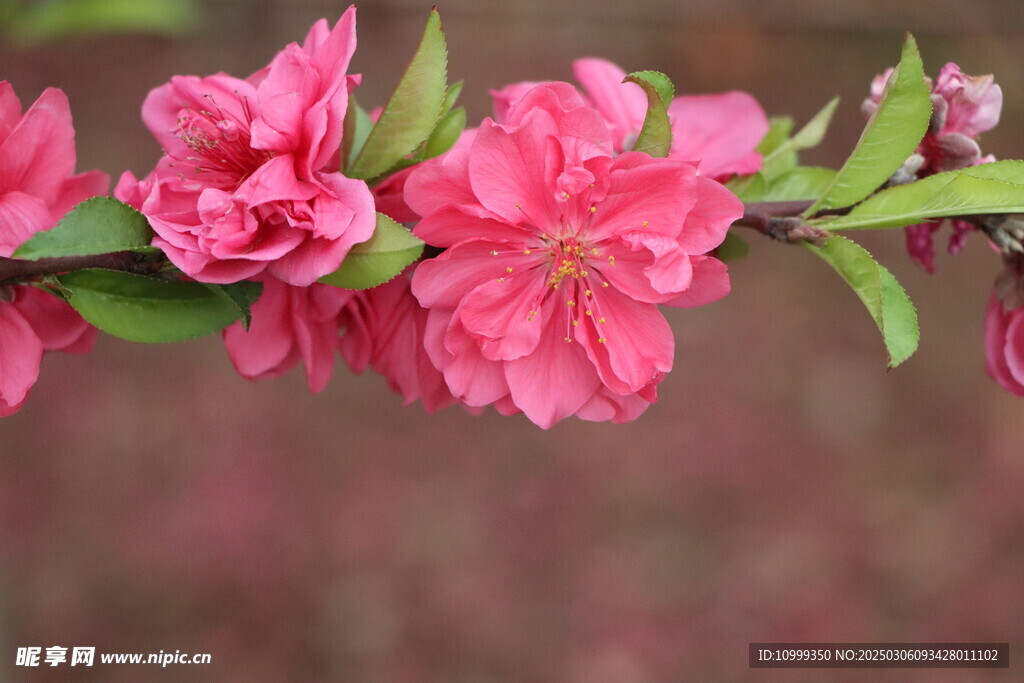 桃花