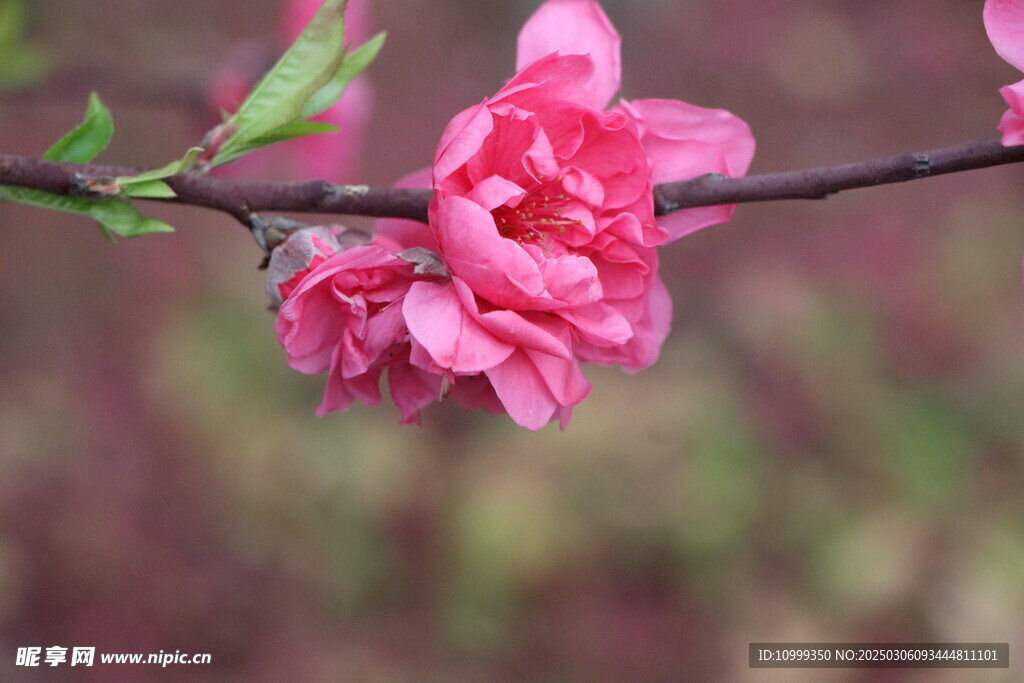 桃花