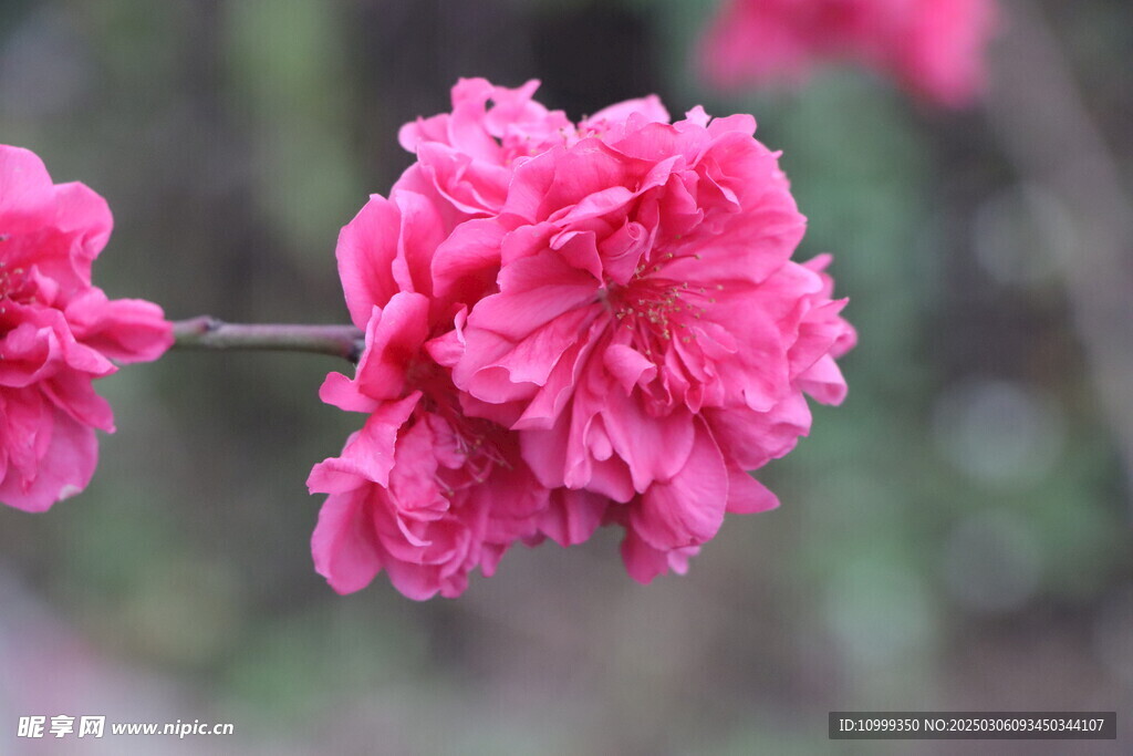 桃花