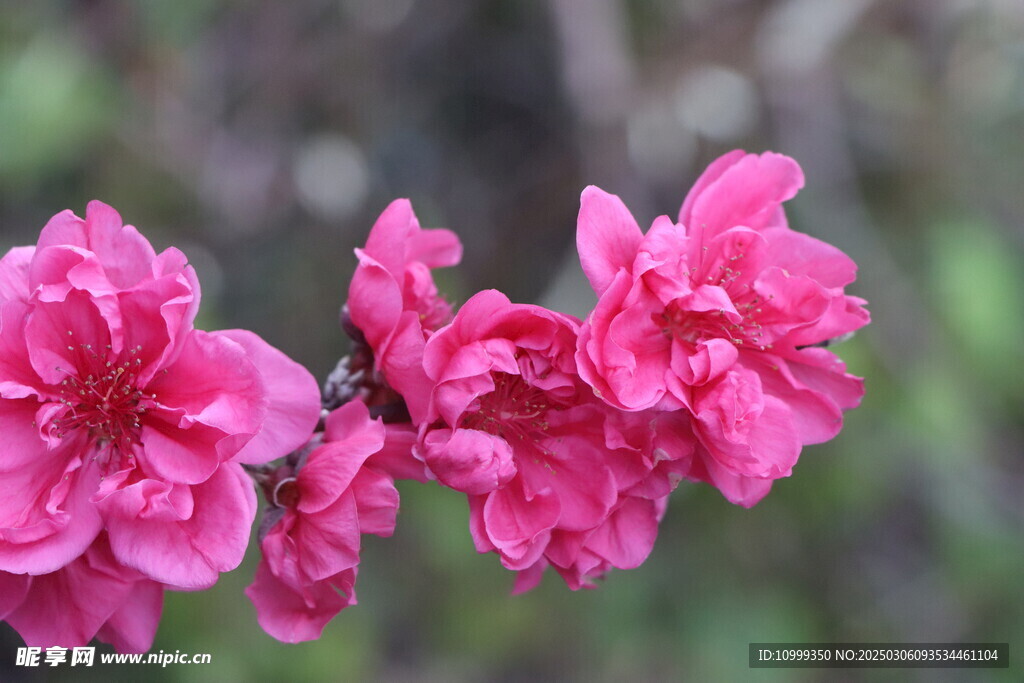 桃花