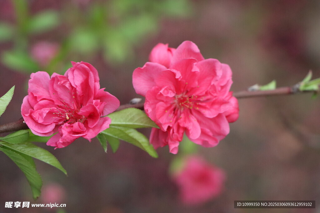 桃花