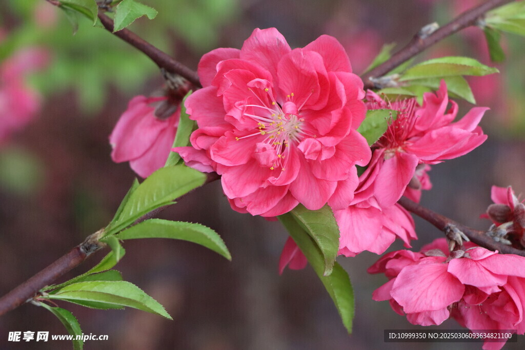 桃花