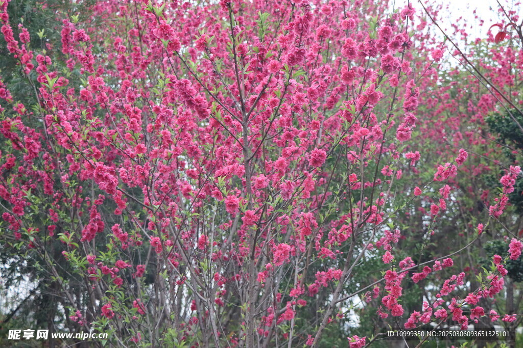 桃花盛开