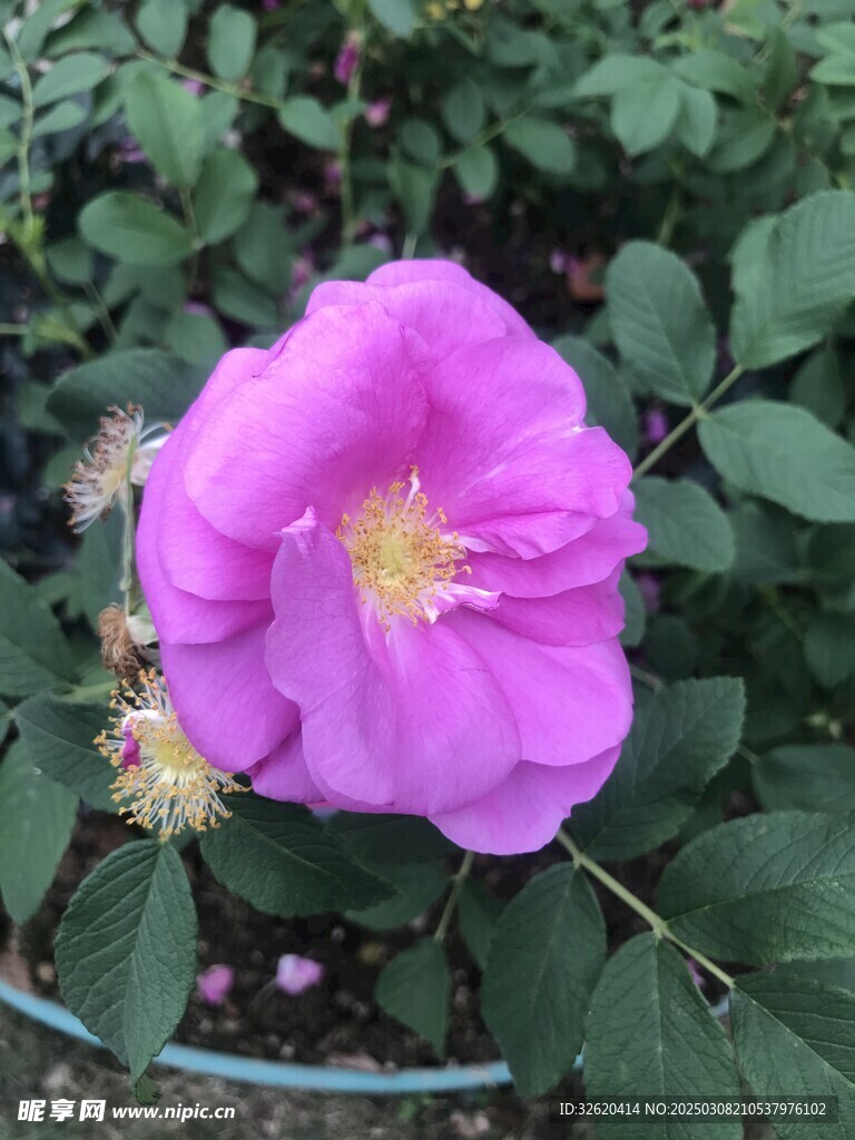 月季