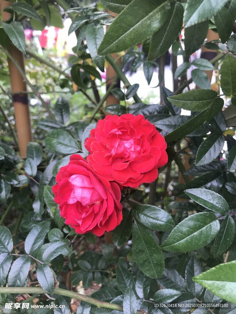 月季