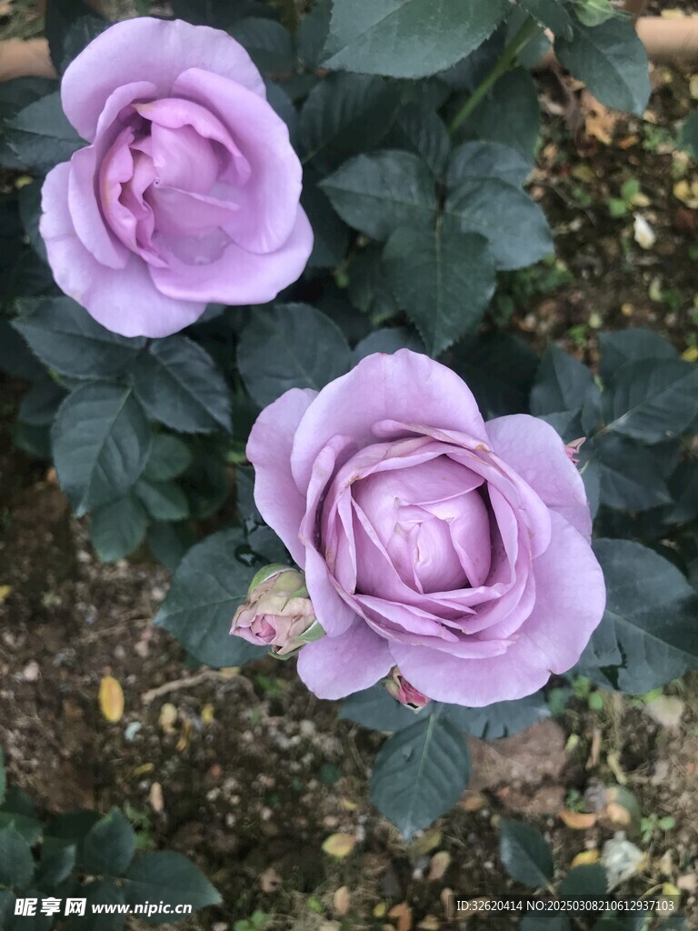 月季