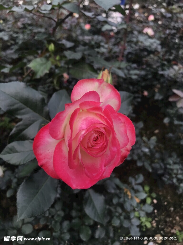 月季