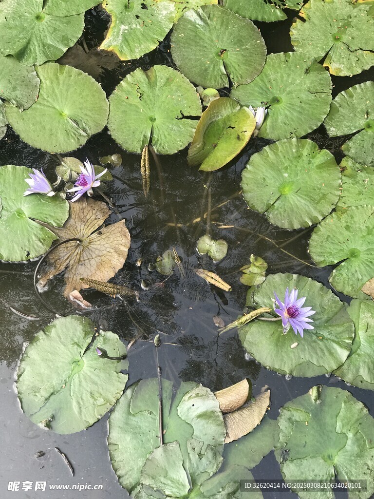 荷花 荷叶