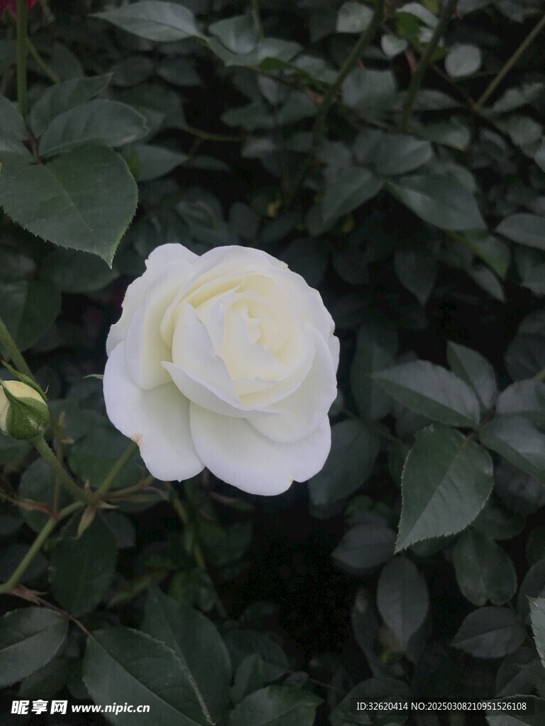 月季
