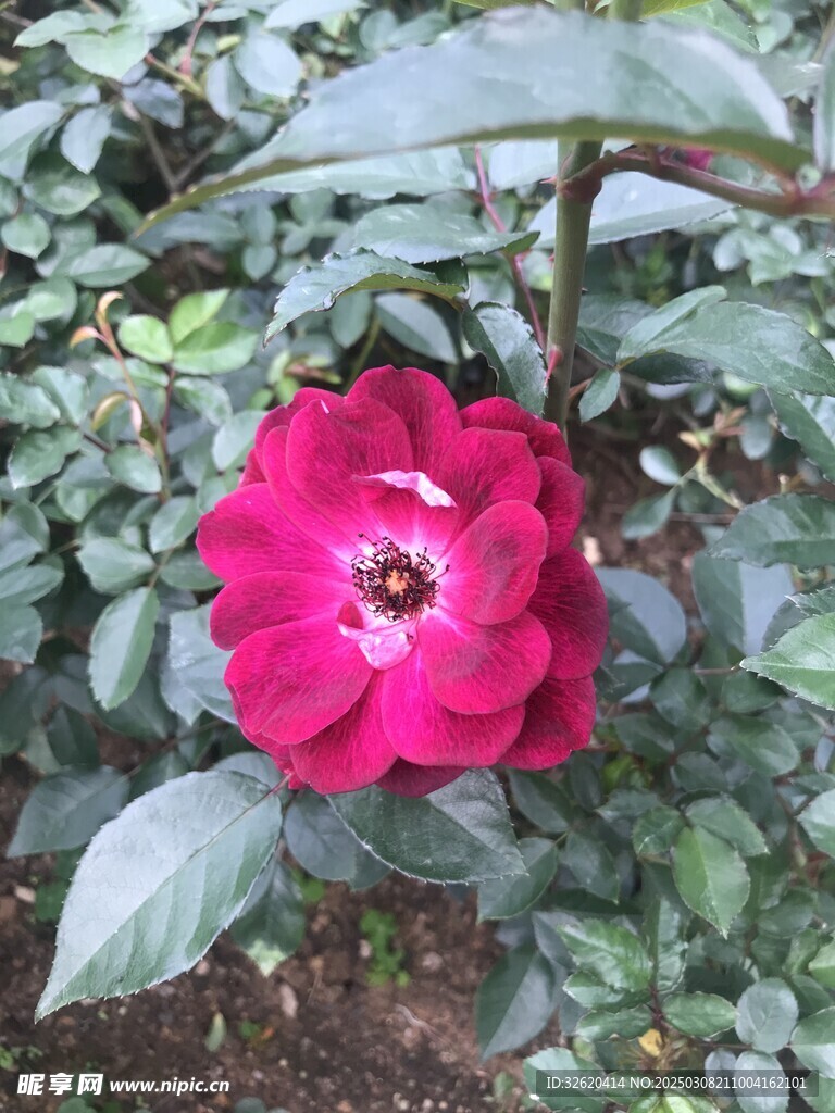 月季