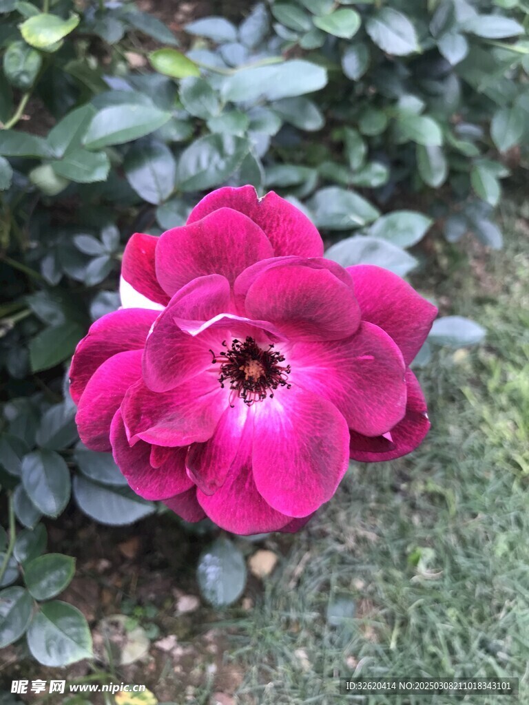月季