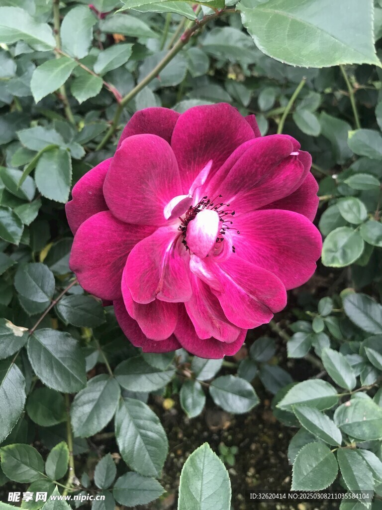 月季