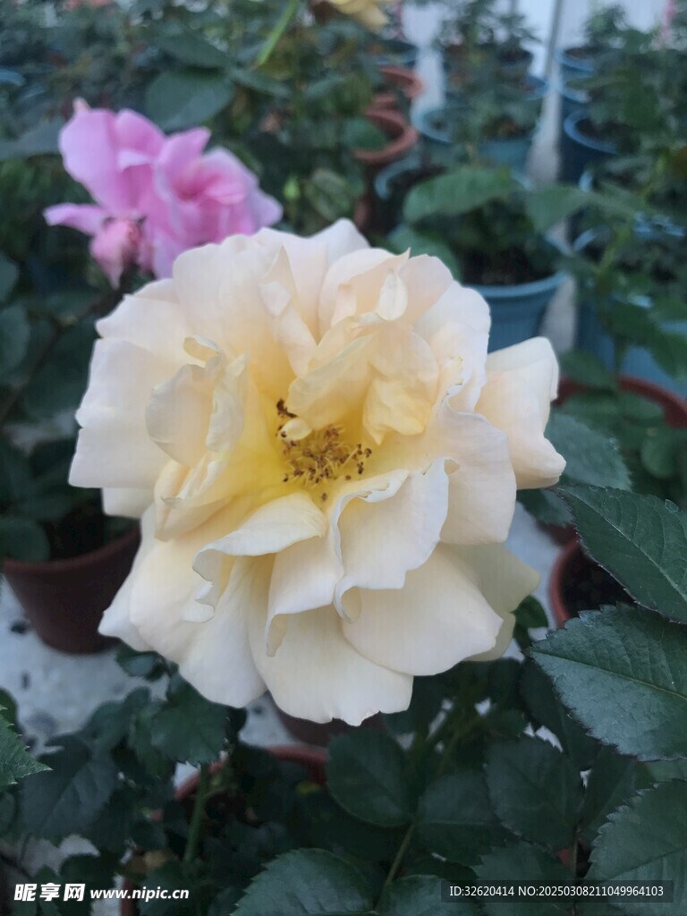 月季