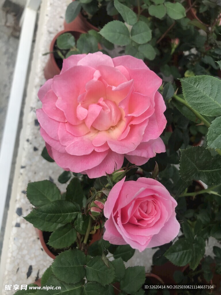 月季