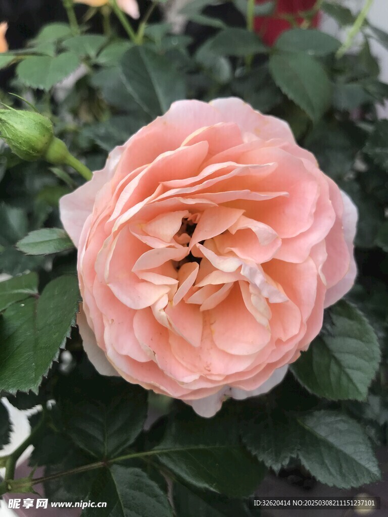 月季