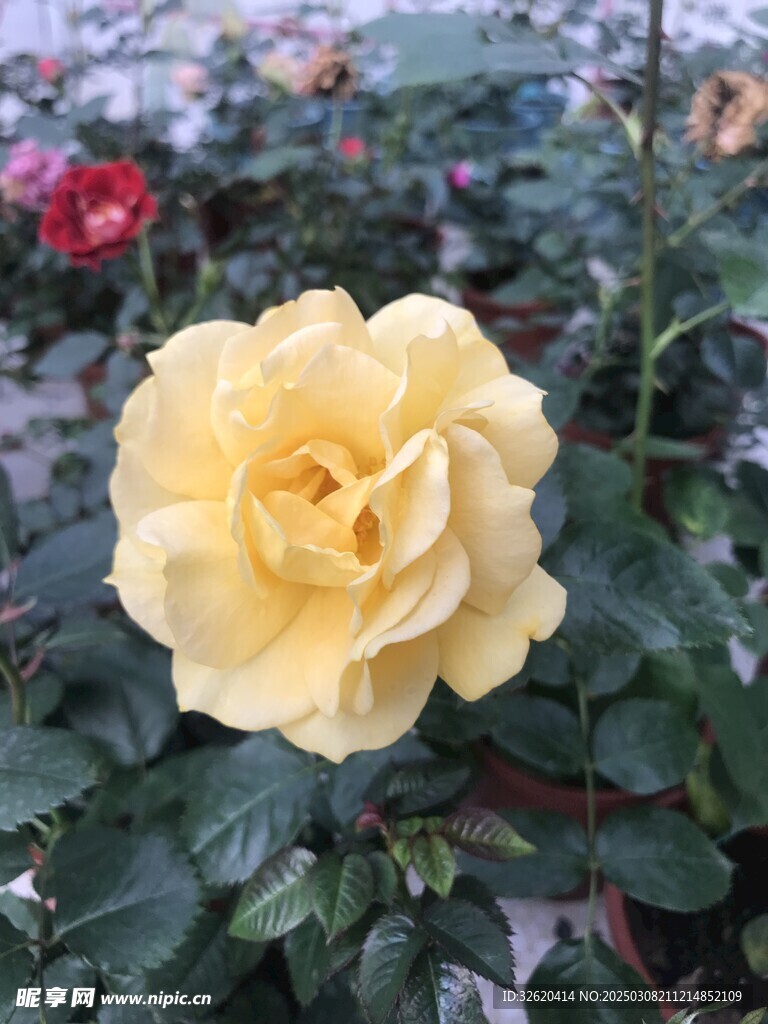 月季