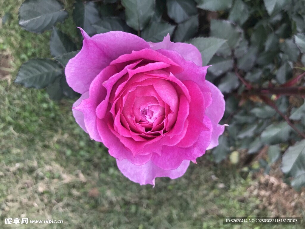 月季
