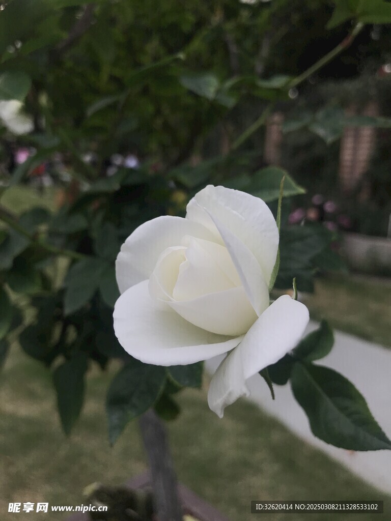 月季