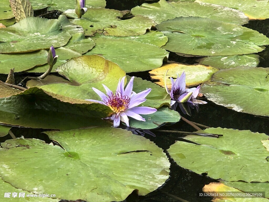 荷花 荷叶