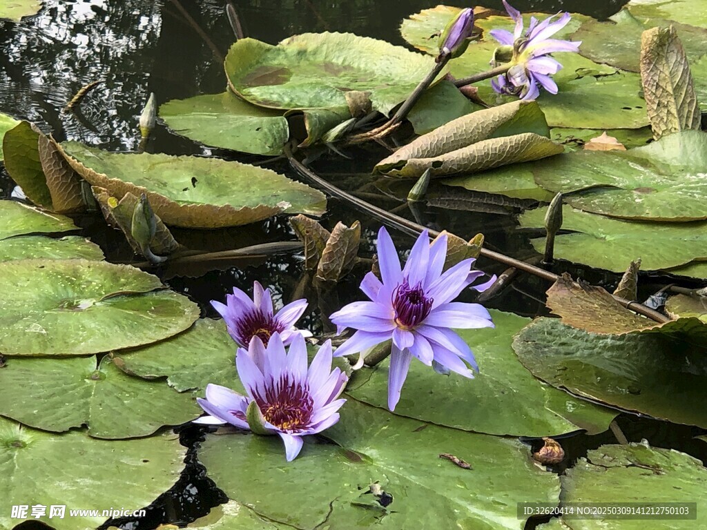 荷花 荷叶