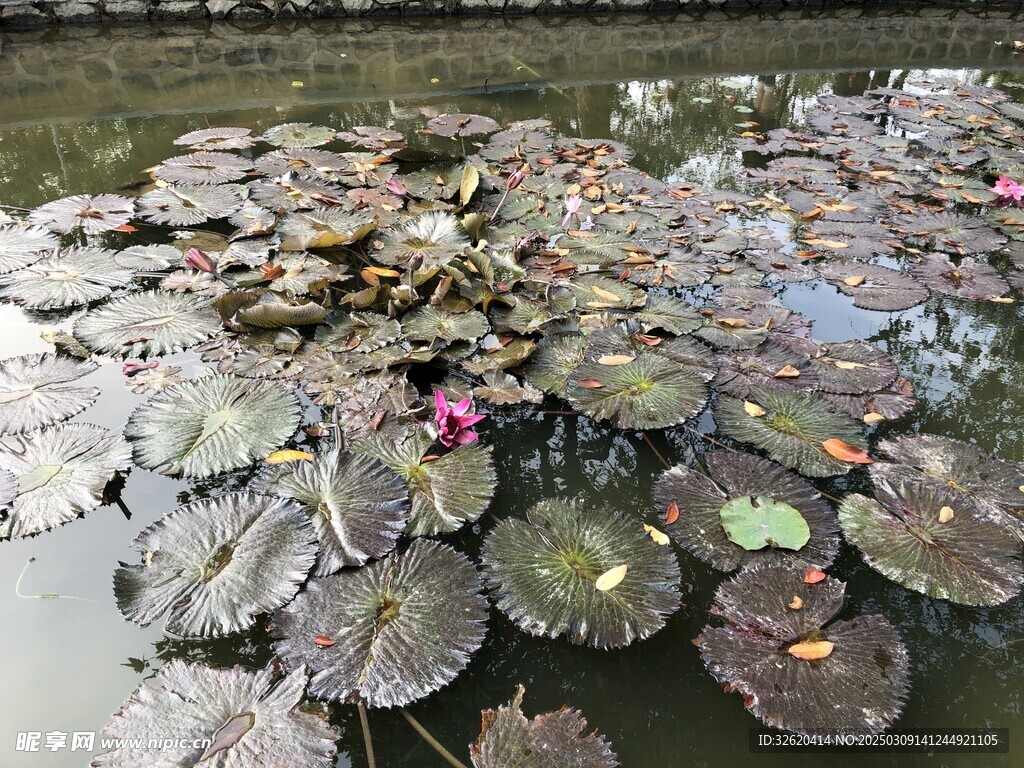 荷花 荷叶
