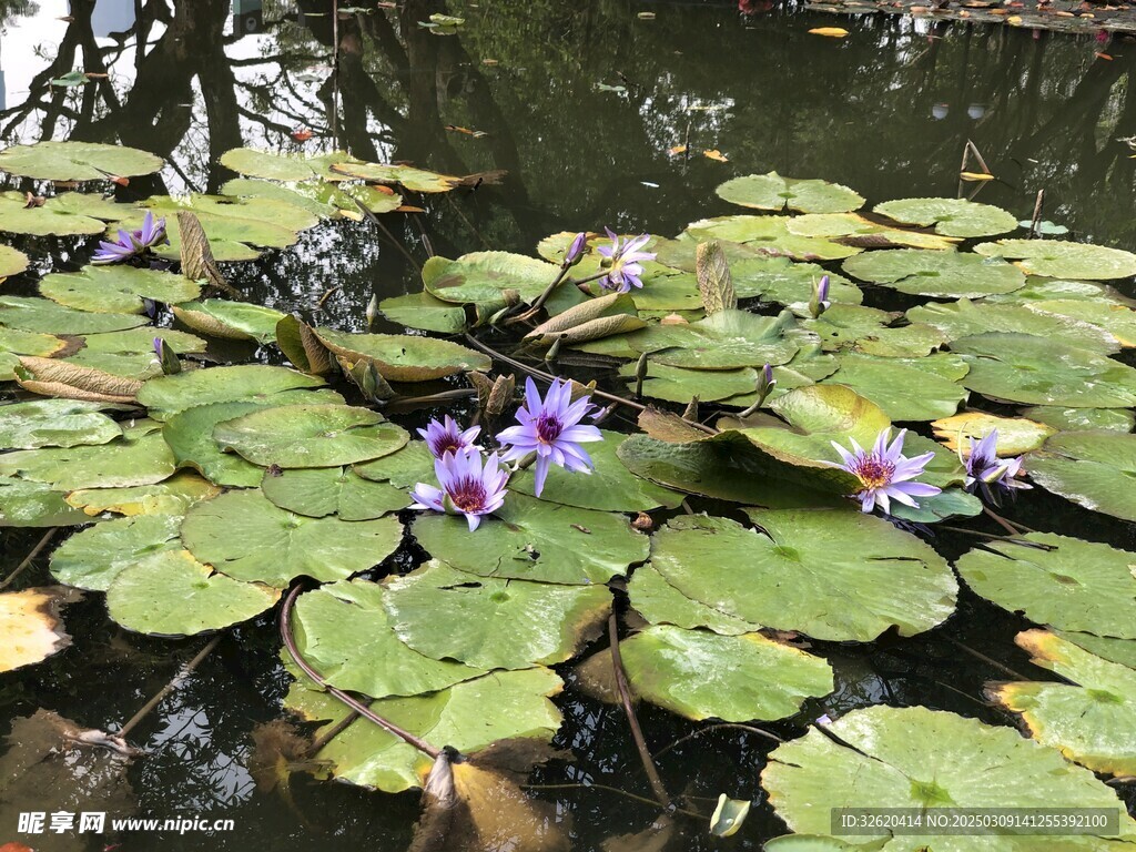 荷花 荷叶