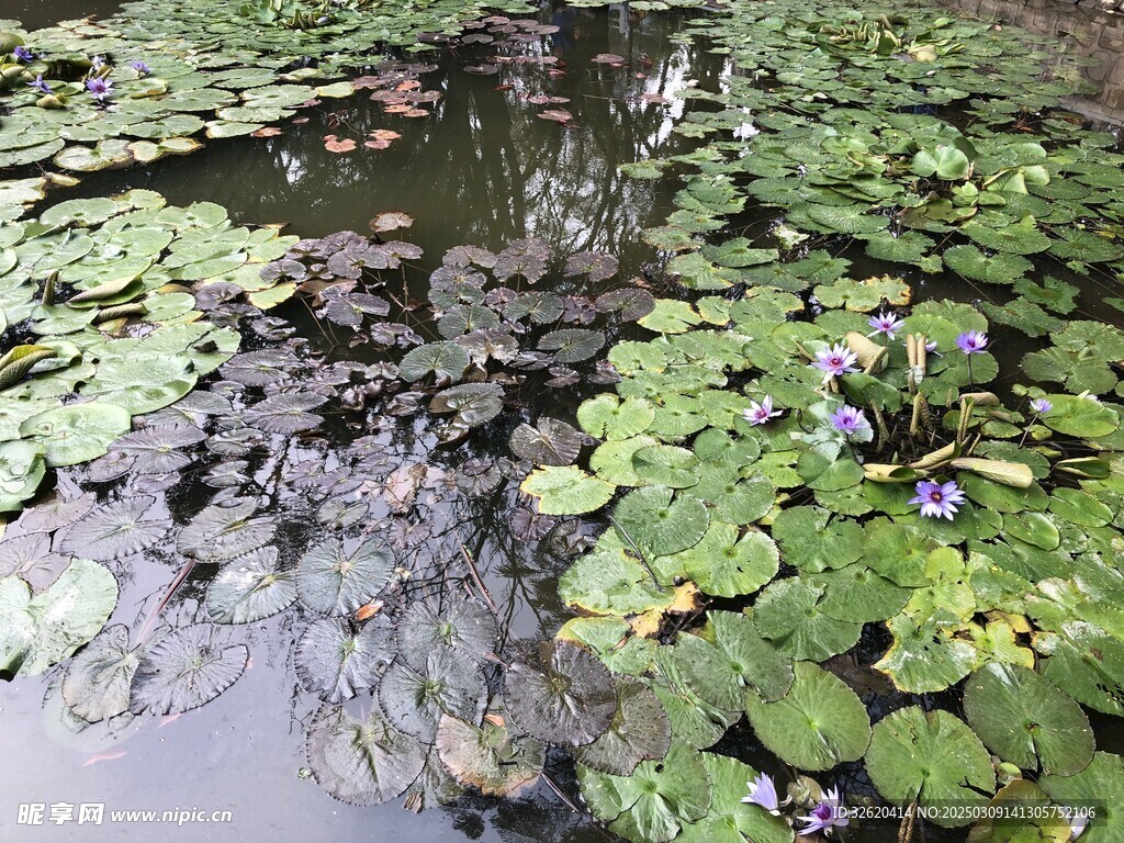 荷花 荷叶