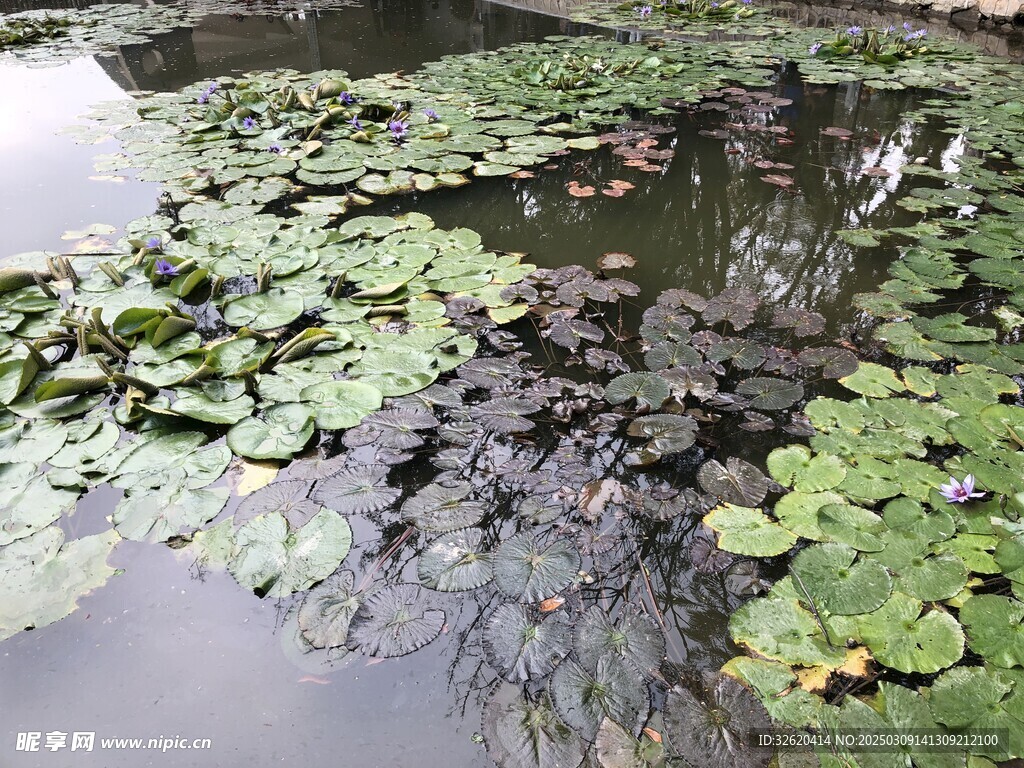 荷花 荷叶