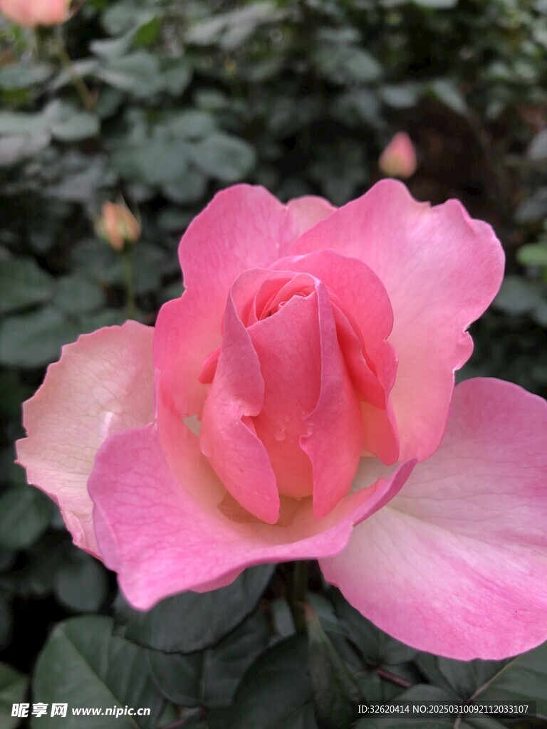 月季