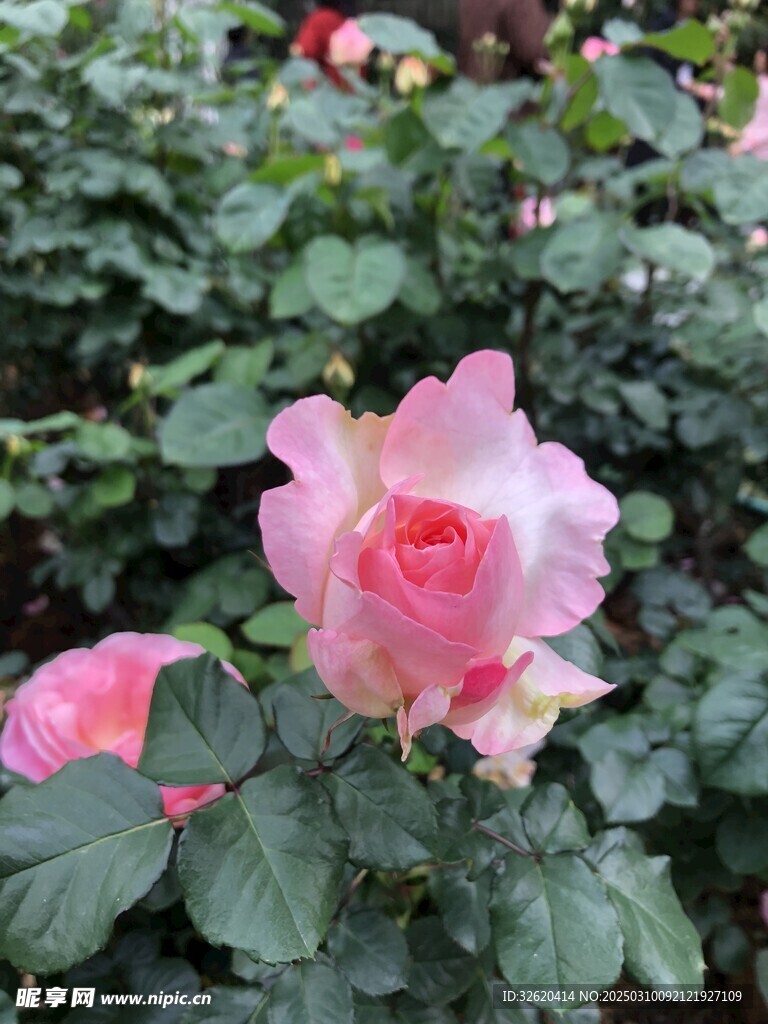 月季
