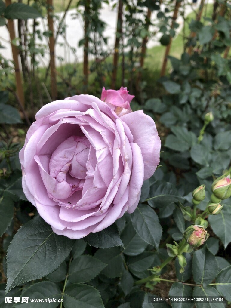 月季